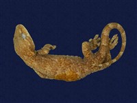 藏品(龜山壁虎)的圖片